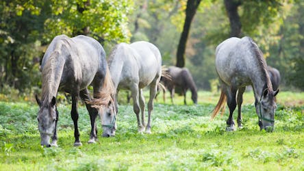 Visita à fazenda de cavalos Lipica Stud com show Lipizzaner de Koper